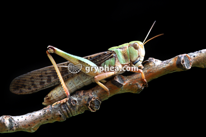 Criquet migrateur - forme solitaire (Locusta migratoria) - gryphea.org